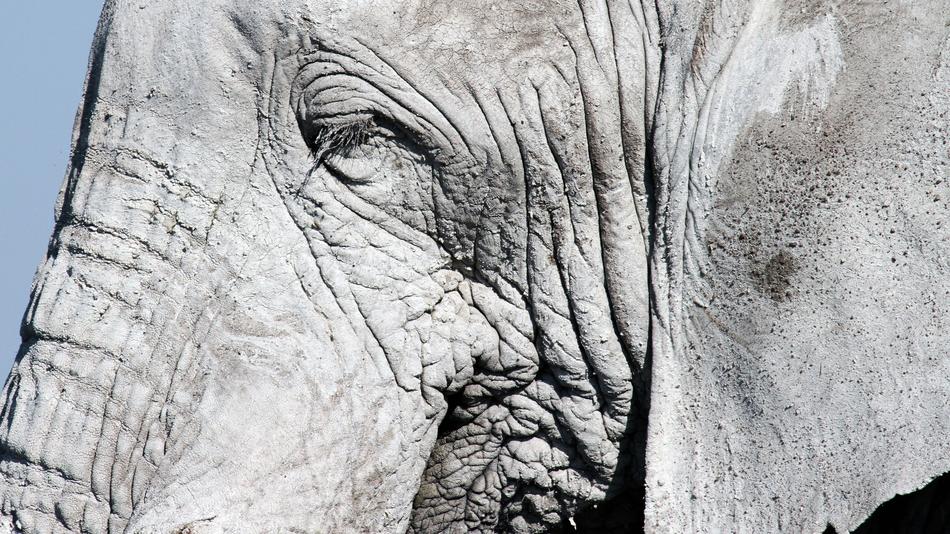 Grey Elephant head side view close up