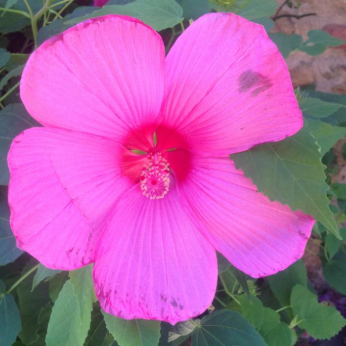 Flower Pink Ibiscus
