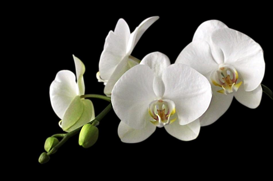 Orchid White on black background