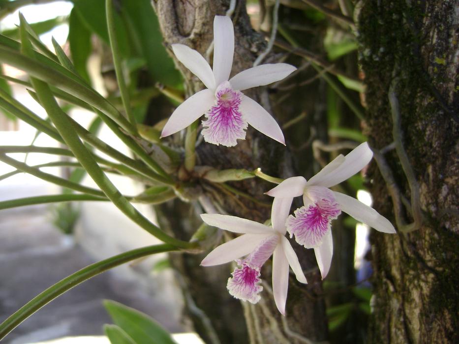 Orquideas or epidendrum