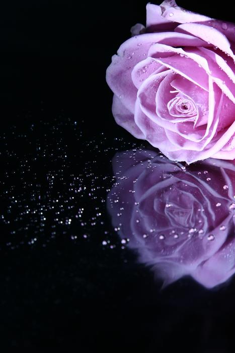 Rose, purple Flower with reflection on dark surface