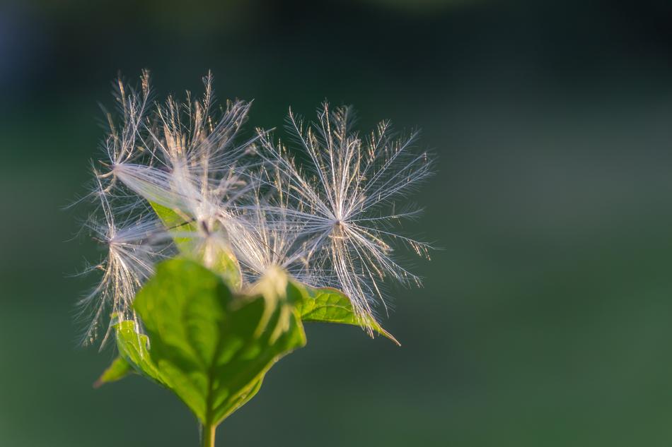 Fluffy Blossom Bloom