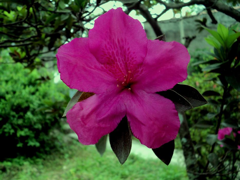 Azalea Gardem Life