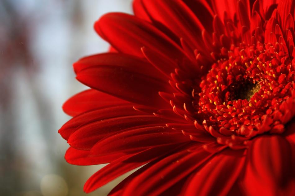 closeup view of Red Flower Gerbera