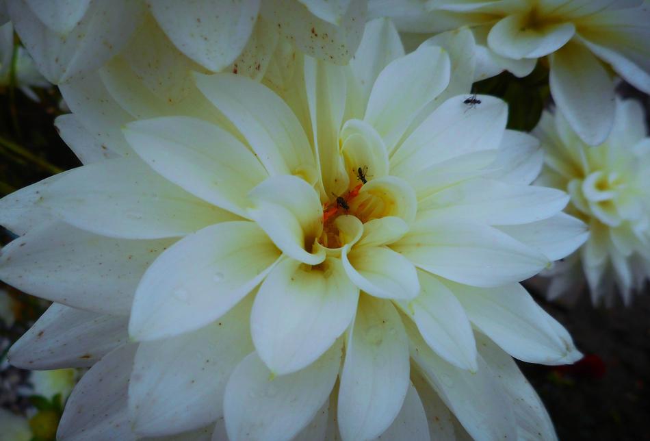 Close-up of the beautiful, blooming, white and yellow dahlia flowers with colorful cores