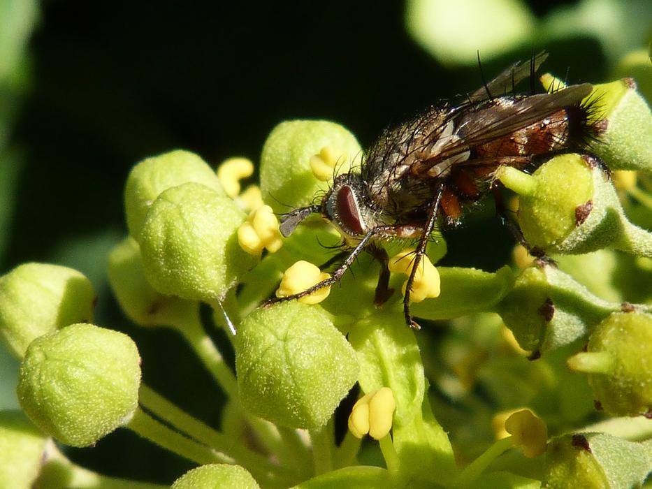 Fly Botfly free image download