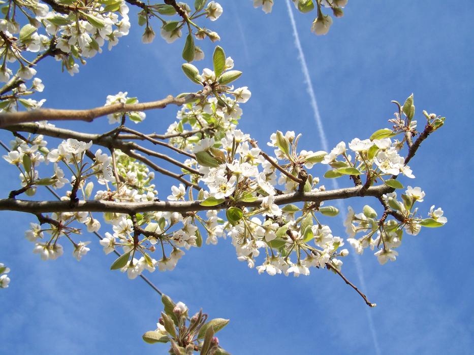 Flowering Cherry Tree White Flower