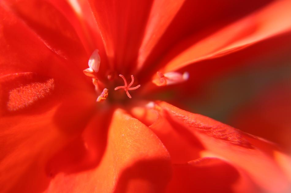 Close-up of the beautiful, red and orange geranium flower in light