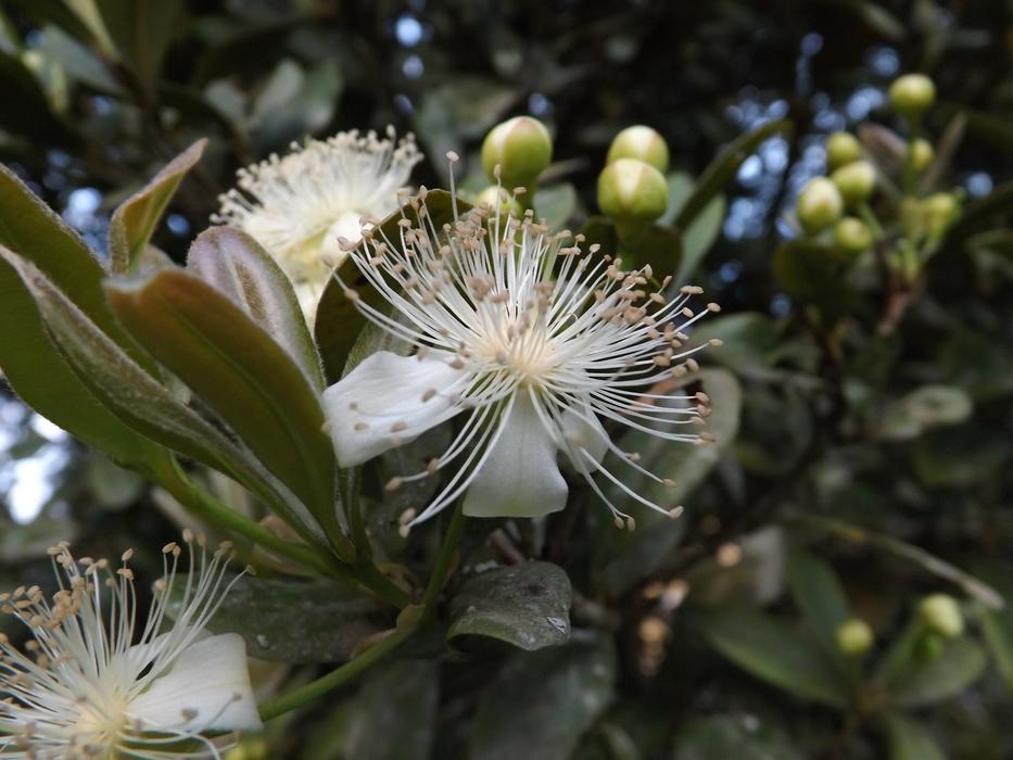 Flower Pollen Flourish at garden