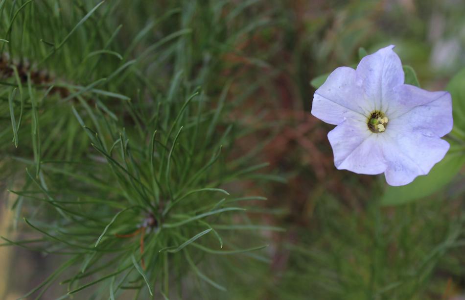 Close-up of the beautiful, blue and yellow flower near the green needles of the coniferous tree