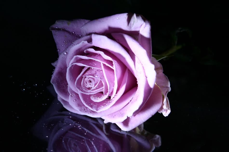 Rose Pink bloom at darkness