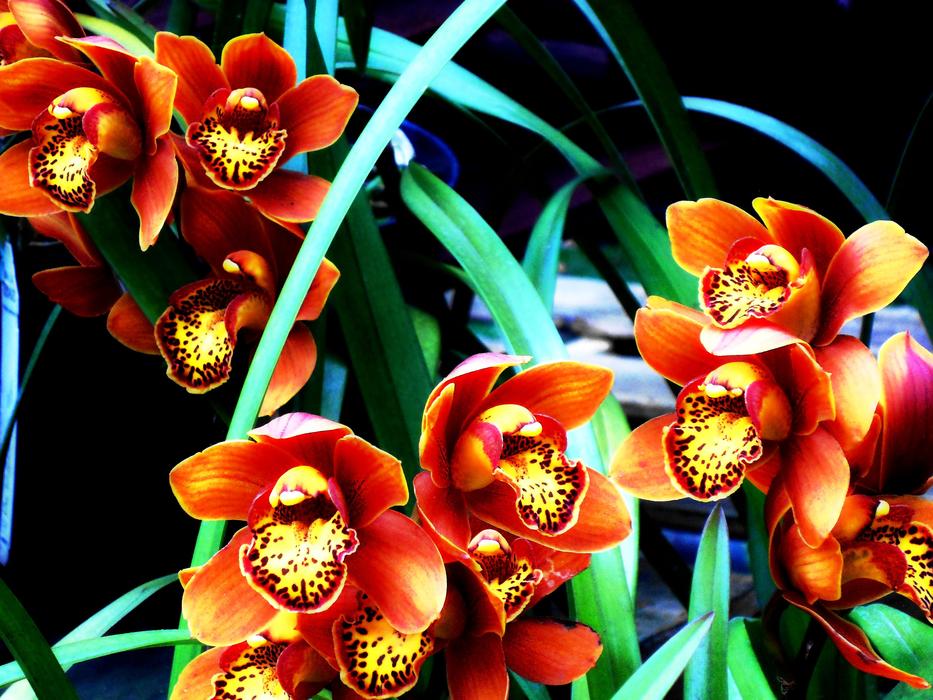 Flower Orchid Colombian