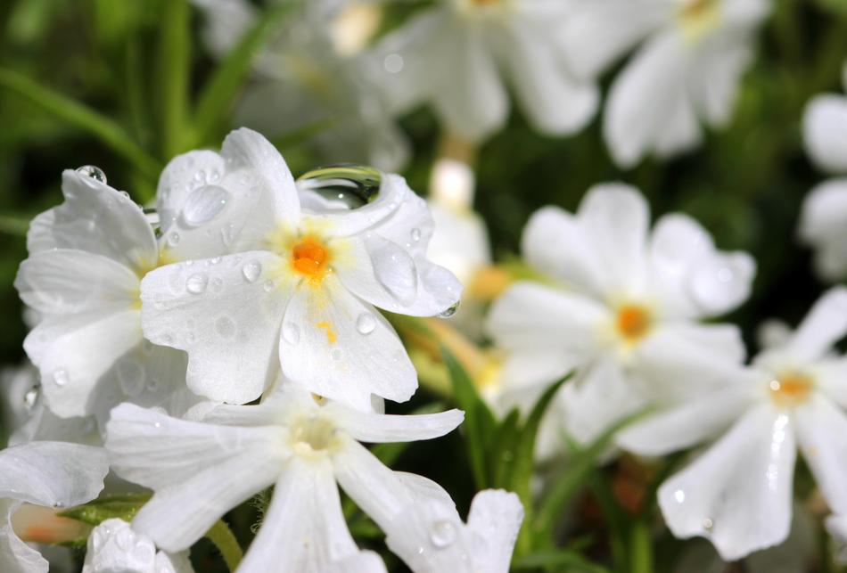 Phlox White Blossom in a blurred background