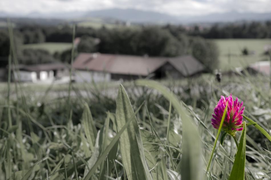 Red Clover on the field in monochrome