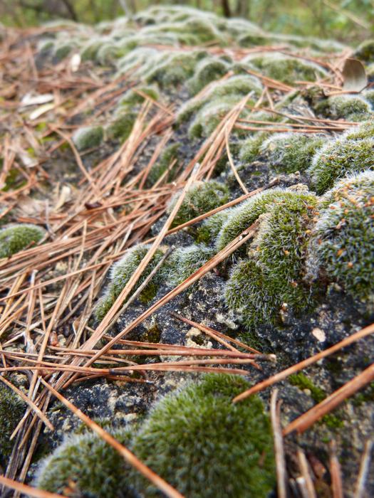 branches on rocks with moss