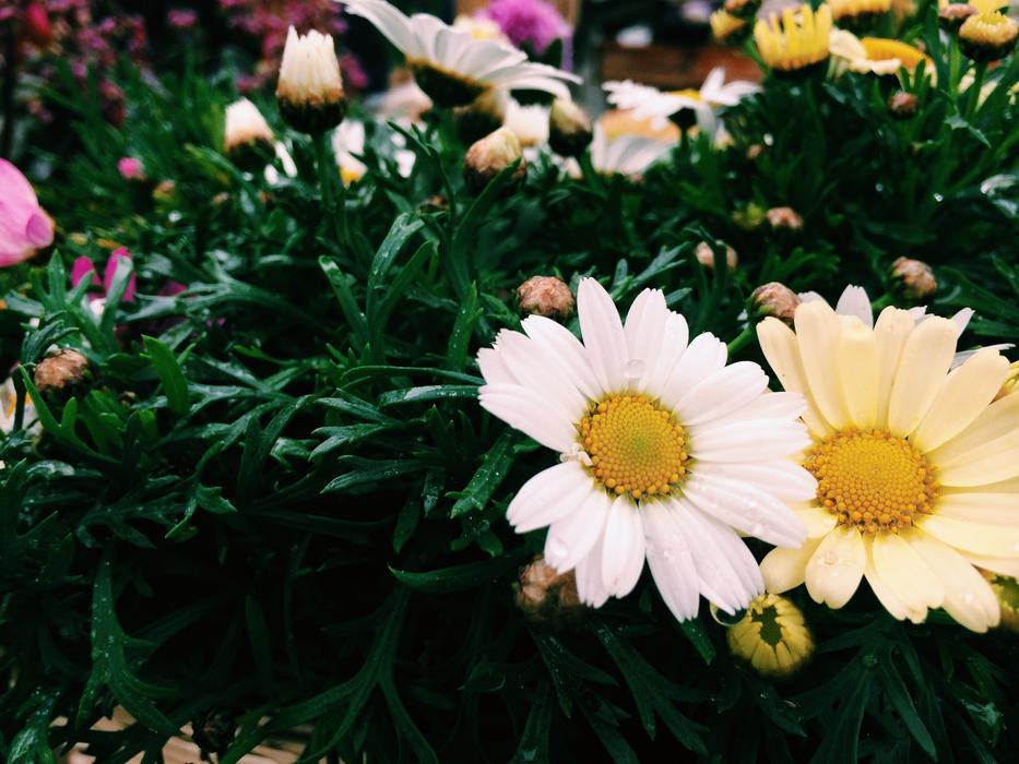 Film-Color Flowers at garden