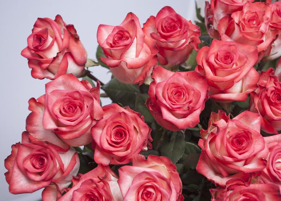 bouquet of beautiful red roses in a vase