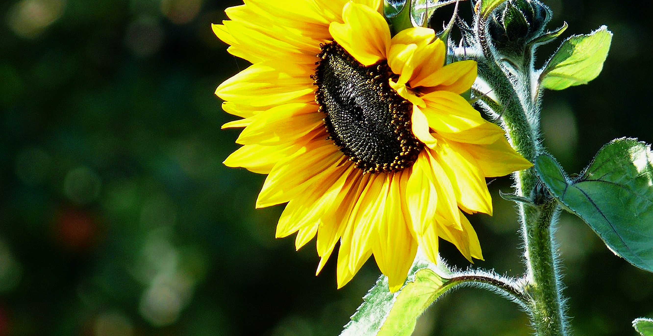 Sunflower Seeds free image download