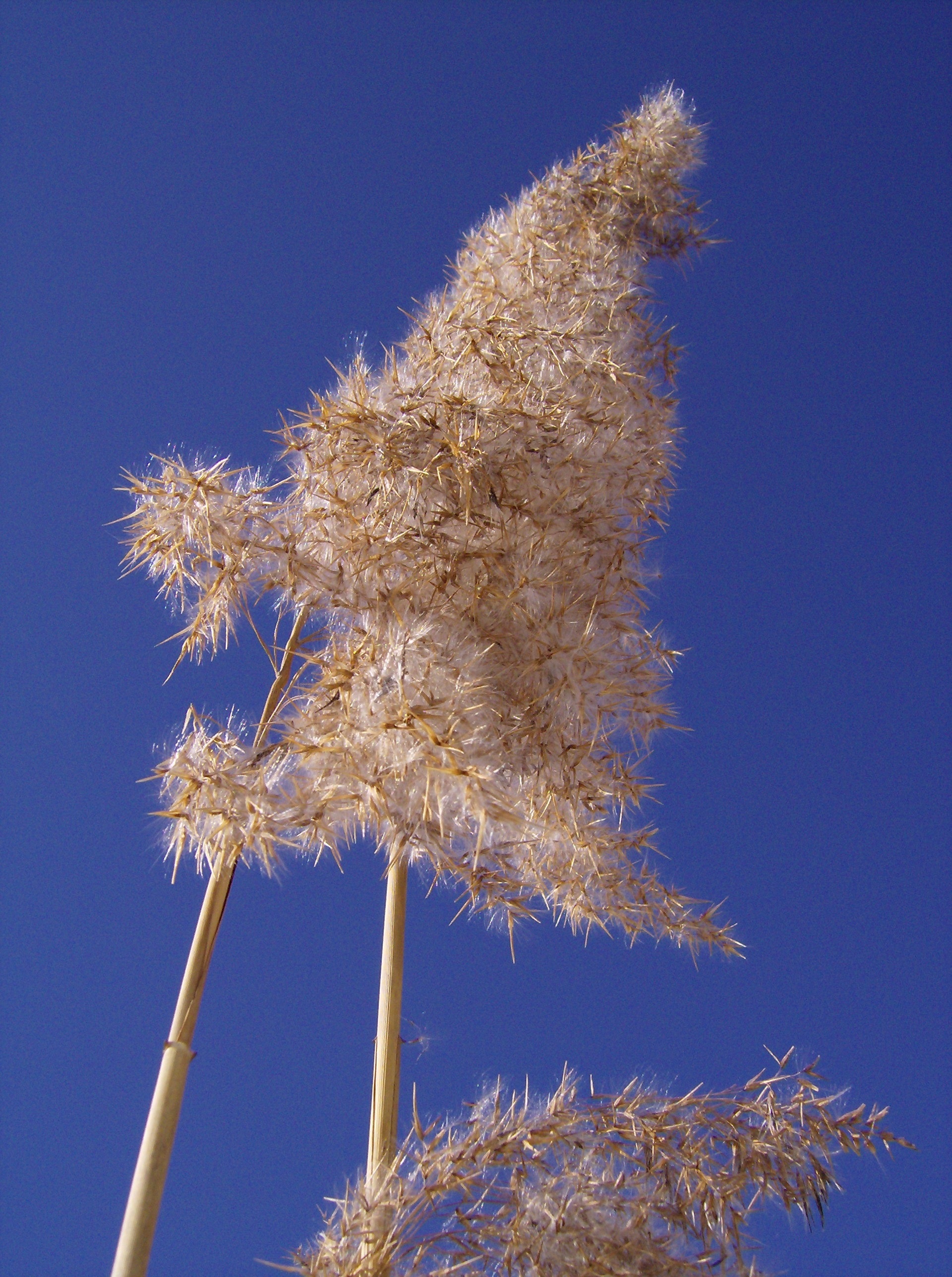 Reed Flowers Sky Close free image download