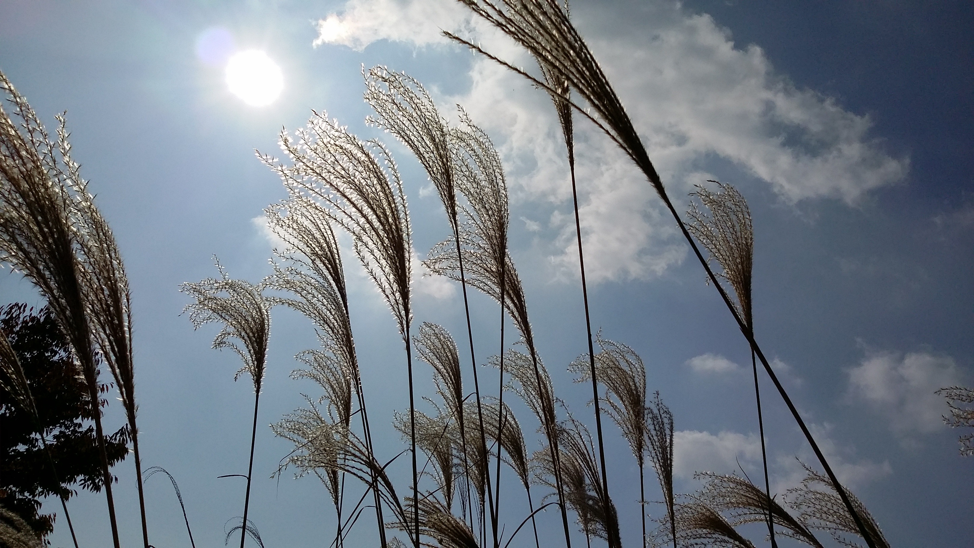 Autumn Sky Reed free image download