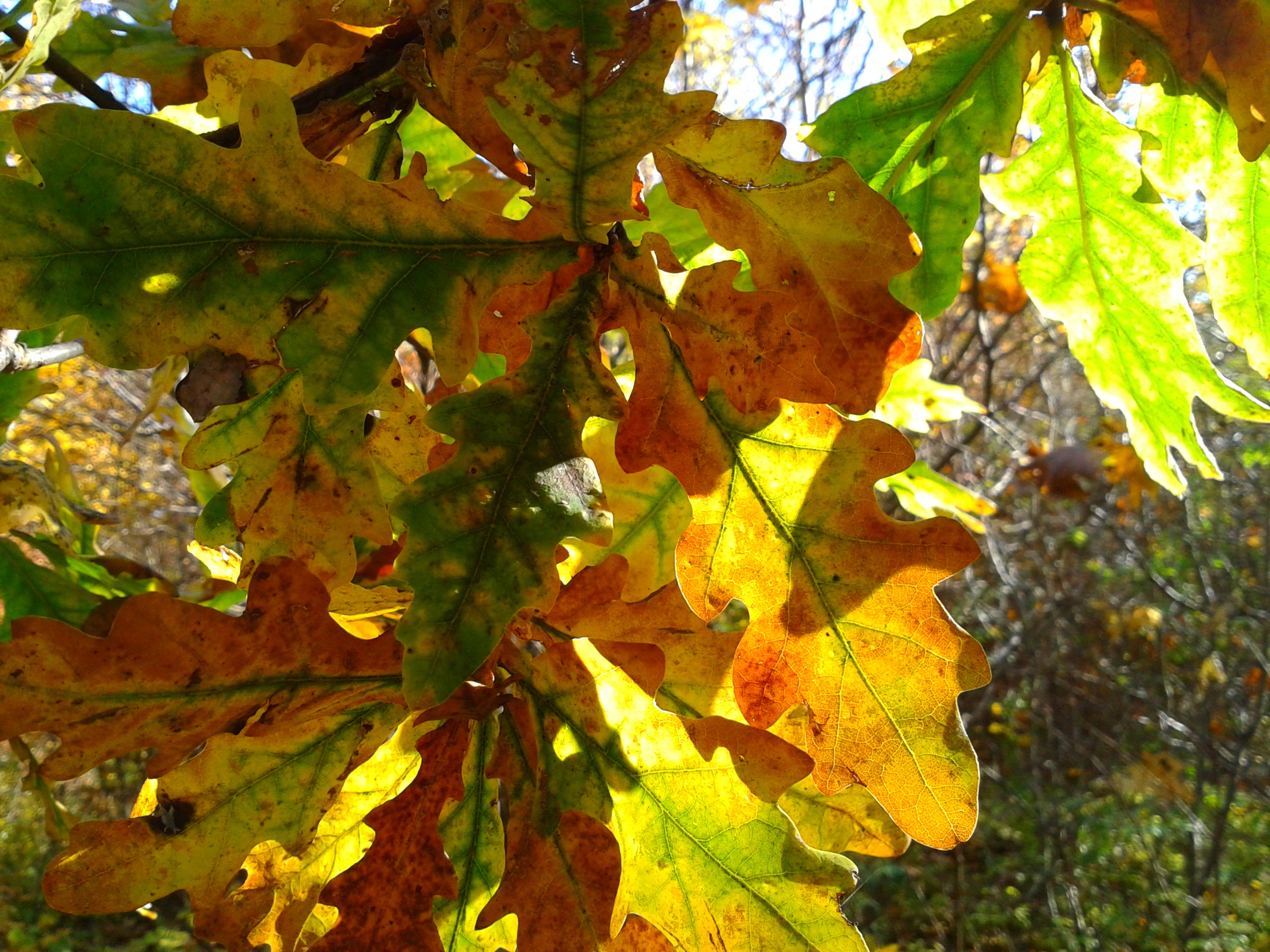 Foliage Autumn Gold Yellow free image download