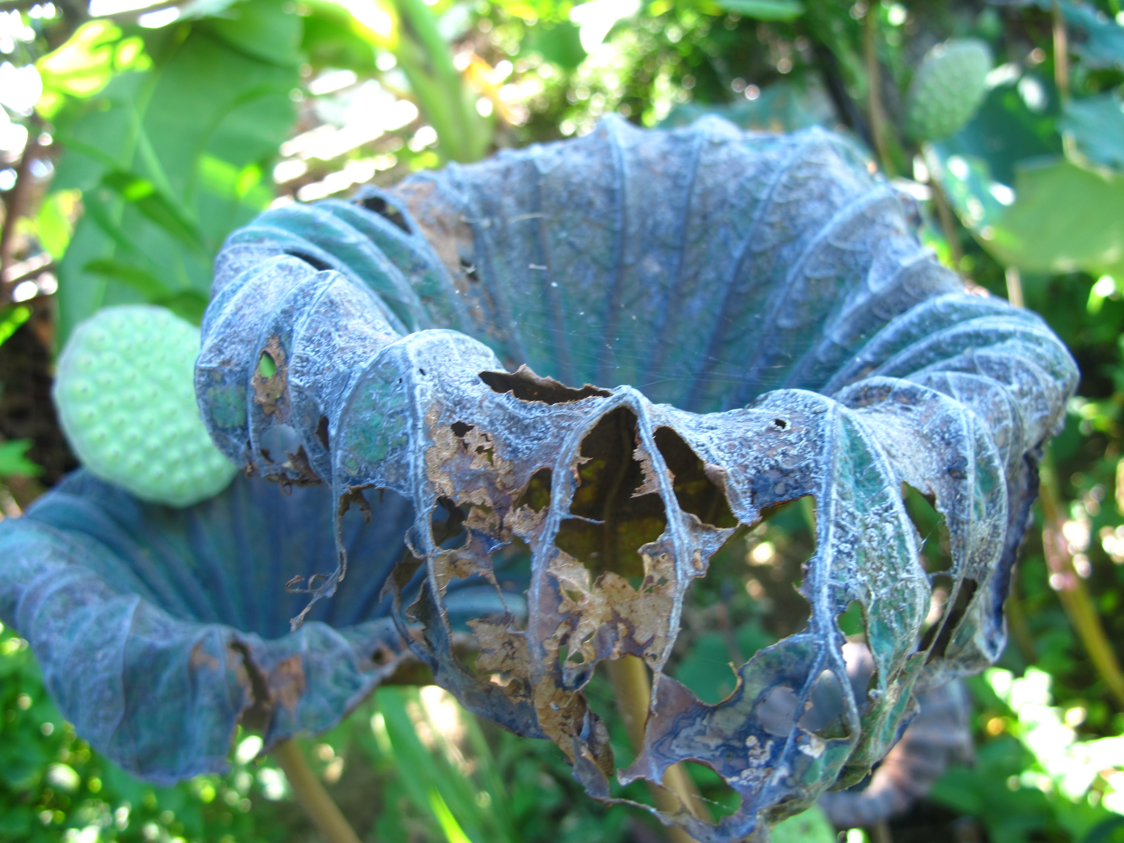 Lotus Buy free image download