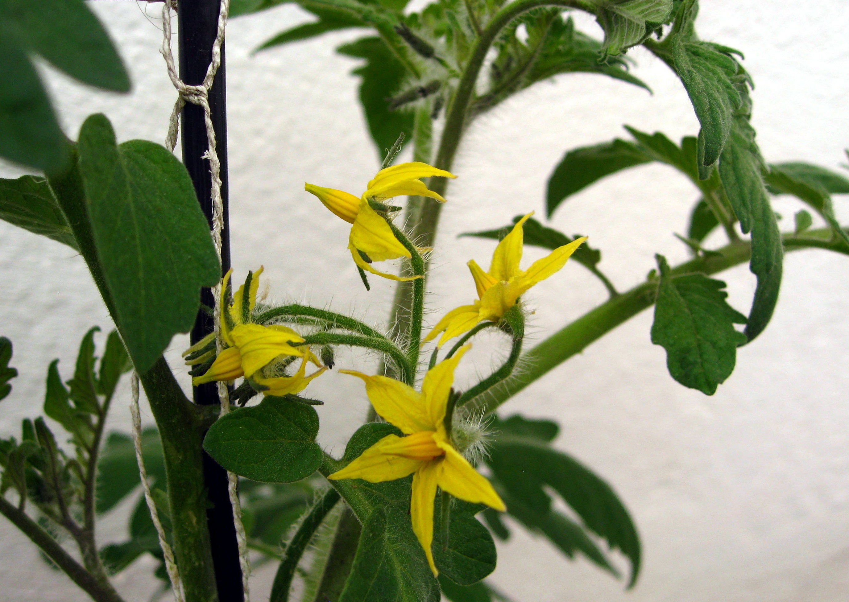 Tomatoes Flowers Tomato Flower free image download