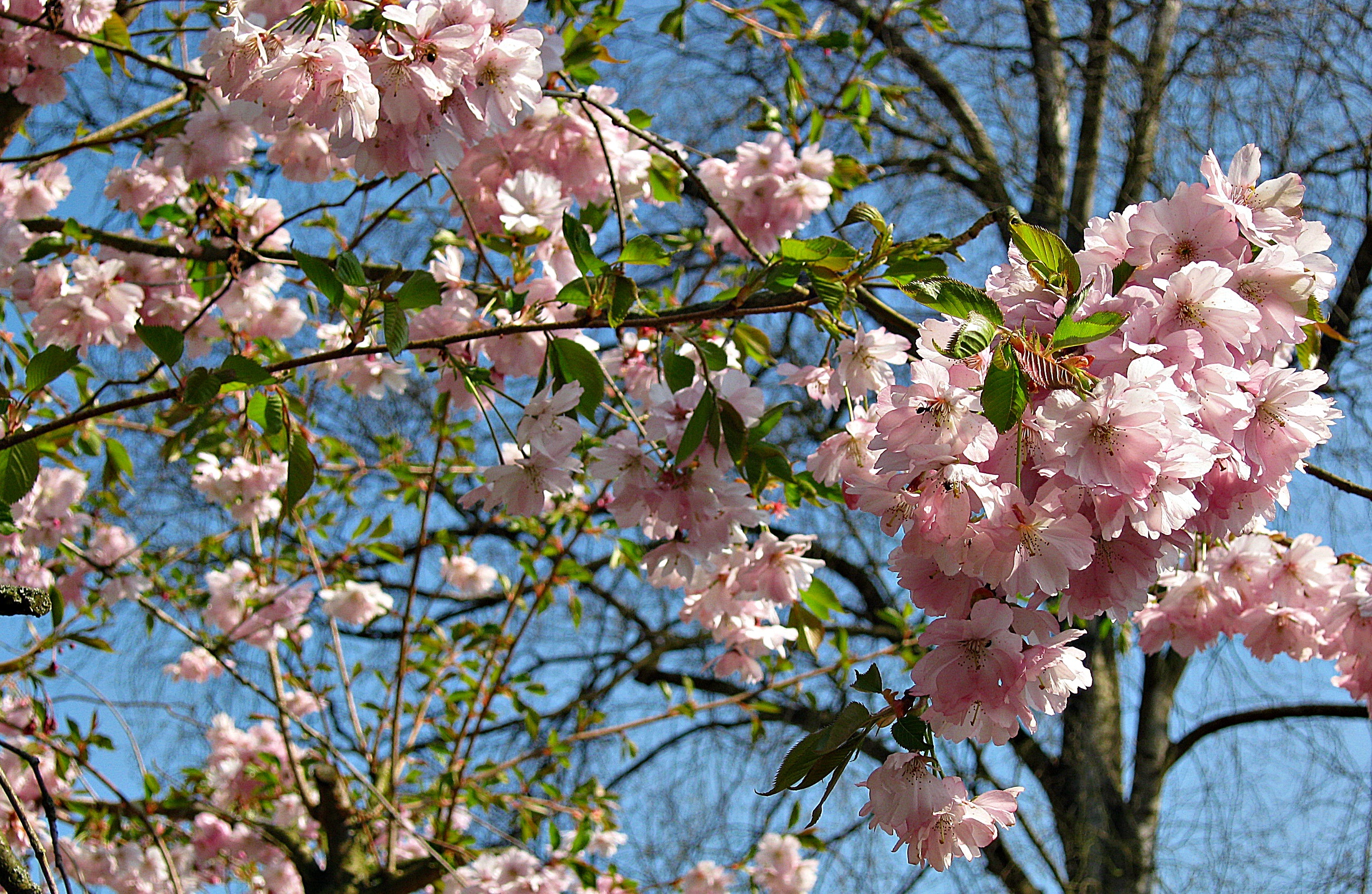 Когда начинают цвести цветы. Сакура вишня куст. Кустарник красивоцветущий Сакура. Куст вишни цветение. Дикая яблоня Сакура.