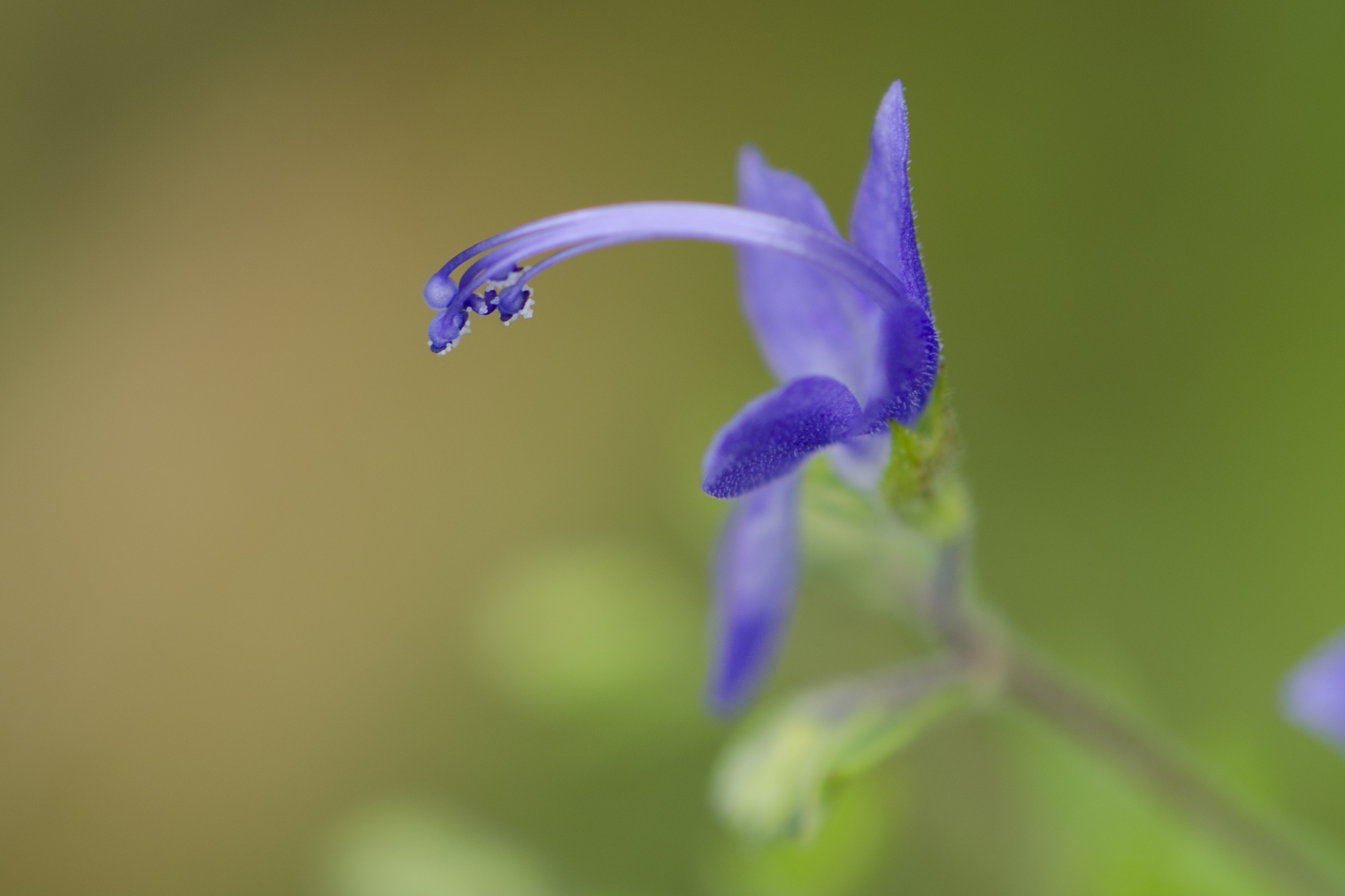 Wildflower Blue free image download