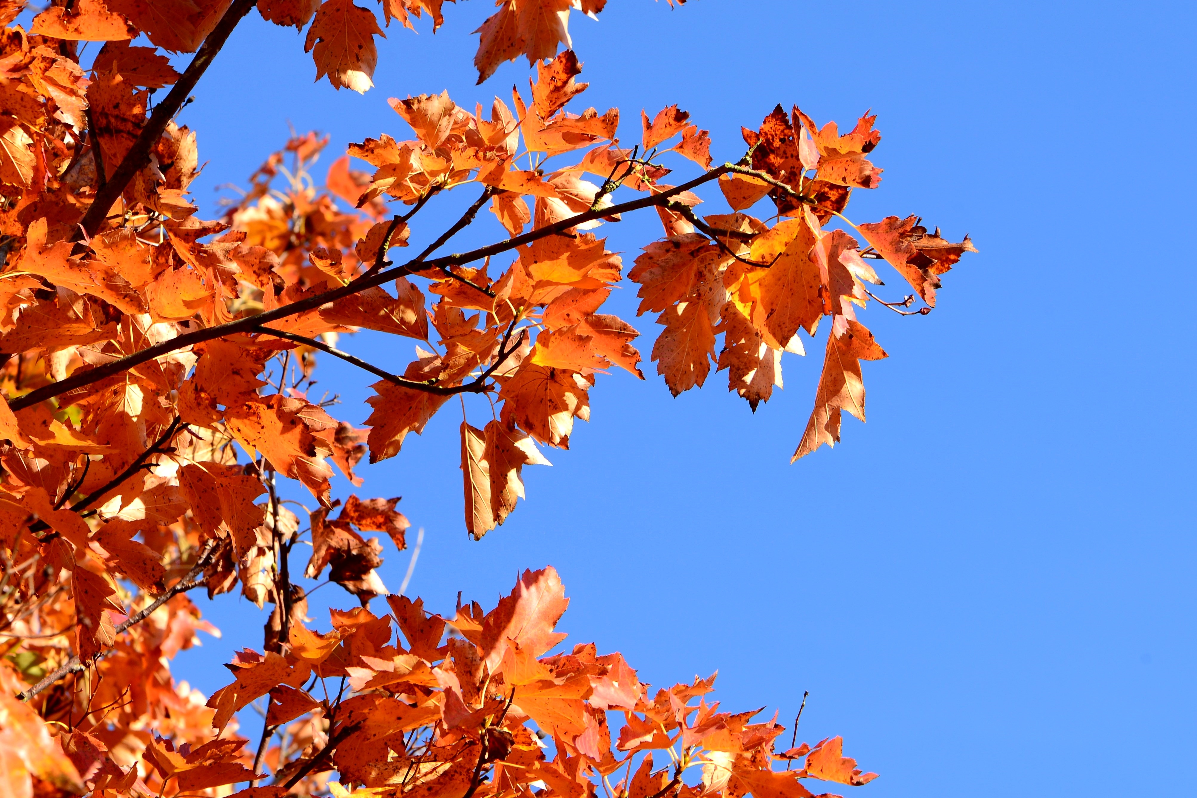 autumn-fall-foliage-leaves-free-image-download