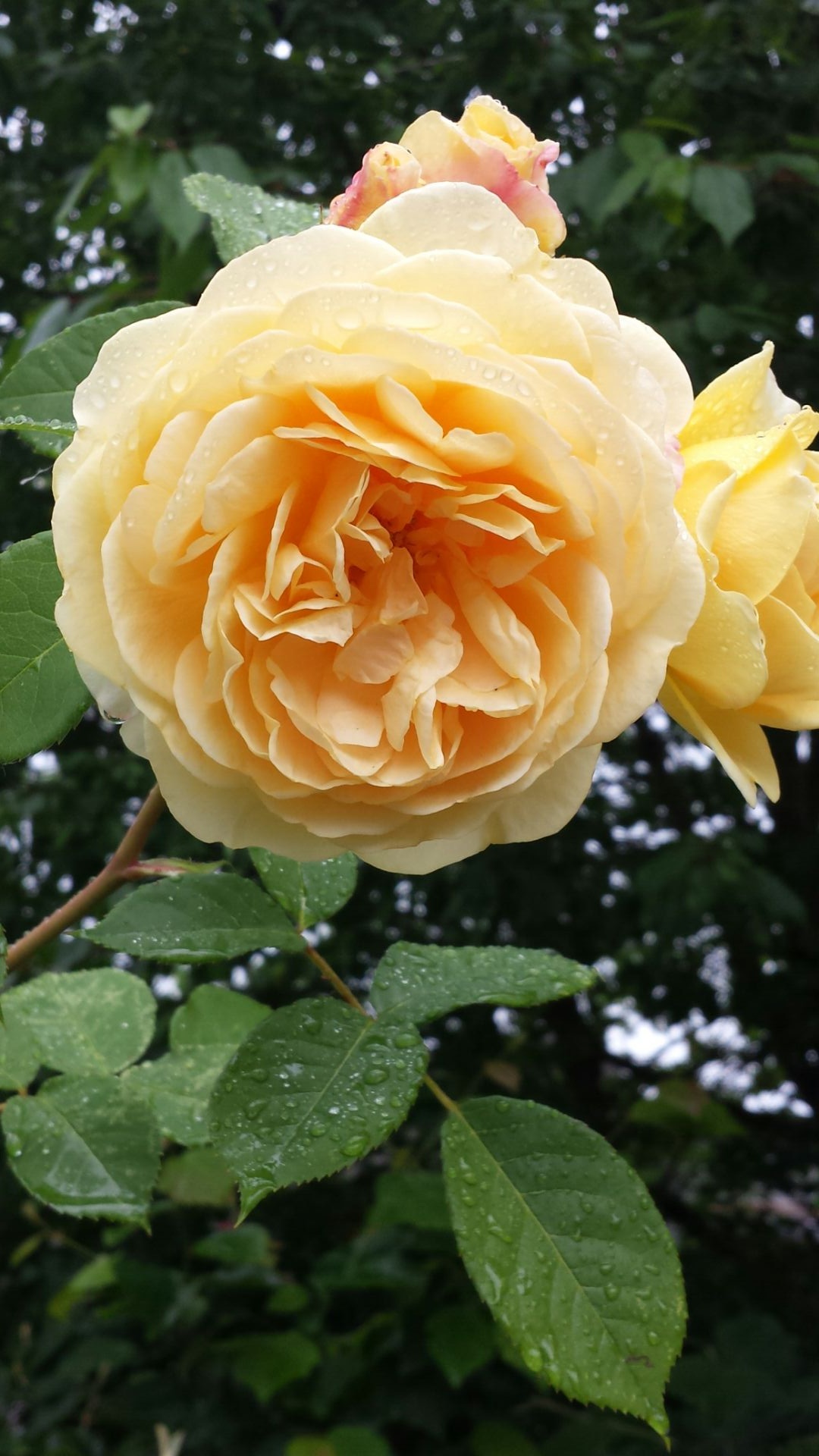 Double Ruffle Rose Yellow free image download