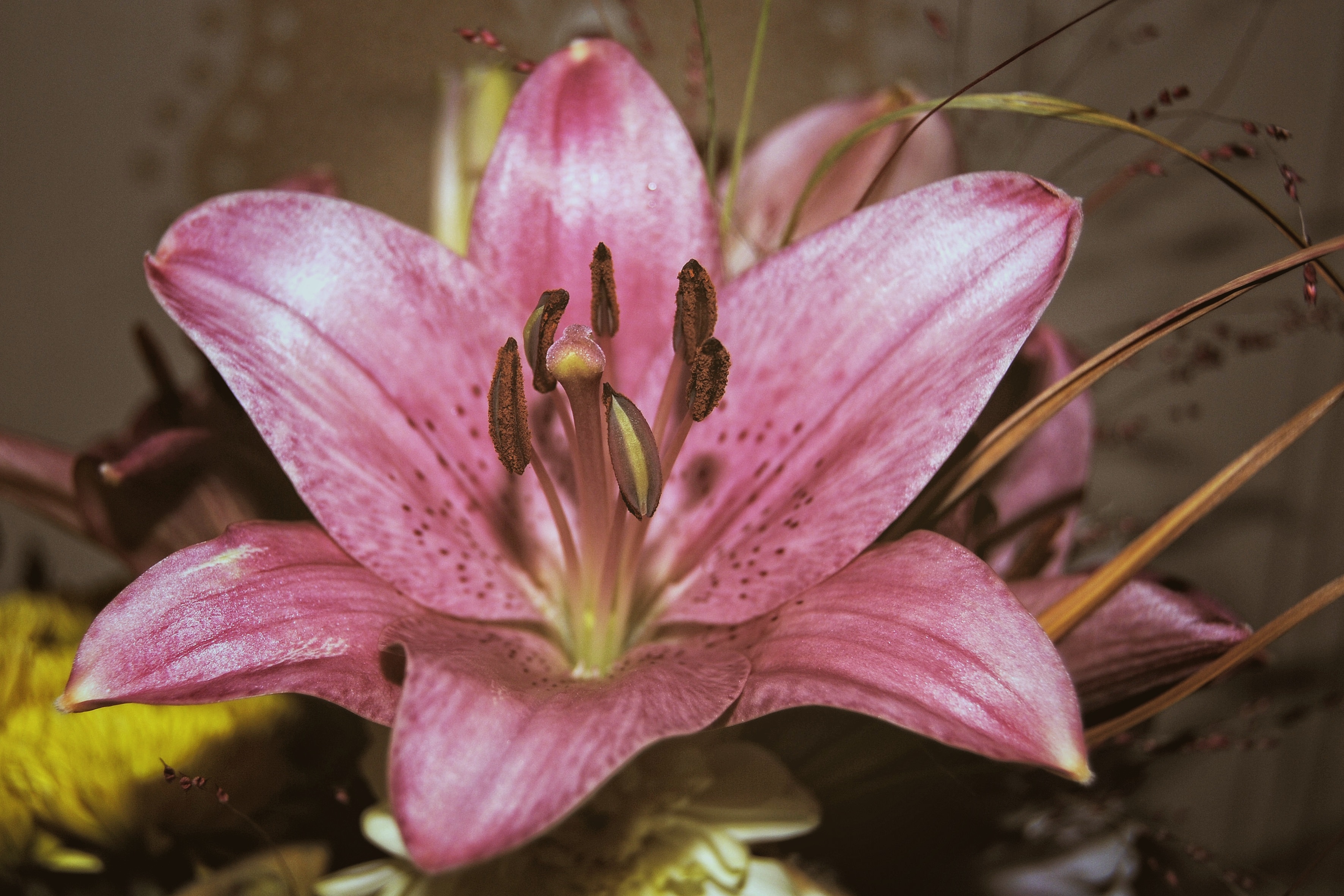 Lily Blossom: A Reddit Sensation