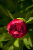 bud of red peony close-up in blurred background