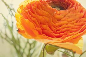 orange Ranunculus Blossom, macro, blur background