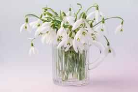 snowdrops in a glass vase