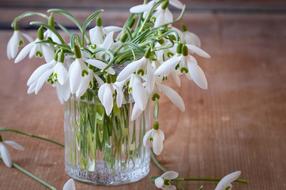 beautiful spring snowdrops