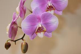 decorative Orchid Flower