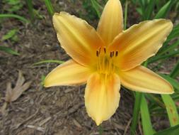 Western Nc Yellow Flower at garden