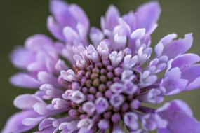 Flower Purple Macro