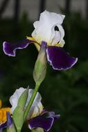 closeup view of Iris Purple Flower Gardening