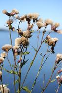 Dry Flowers and Lake