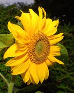 yellow sunFlower Blossom Bloom