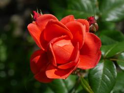 Rose Red Flower