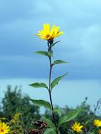 field of yellow sunflowers against the blue sky