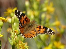 Butterfly Orange Beauty