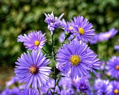 Herbstastern Aster Dumosus Asters flowers