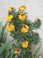 Yellow Flowers and leaves at Summer