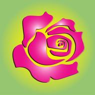 bright pink rose as an illustration