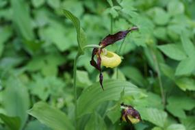 Flower Orchid Frauenschuh
