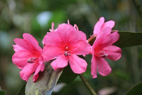 Pink rhododendron Flowers close up, blur green background